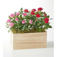 Side by Side Rose Duo - FedEx