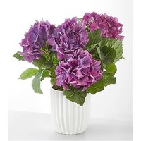 Pretty Purple Hydrangea - Ceramic Pot - FedEx