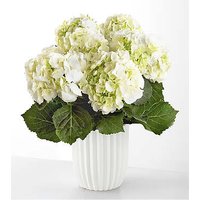 Pure White Hydrangea Plant - Ceramic Pot - FedEx