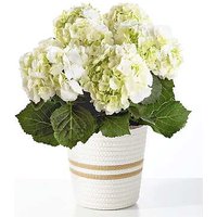 Pure White Hydrangea Plant - Woven Basket - FedEx
