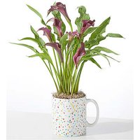 Purple Calla Celebration Mug - Purple Calla - FedEx