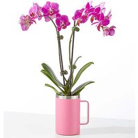 Amethyst Bloom Orchid - FedEx