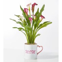 Mom's Heart Pink Calla Lily - FedEx