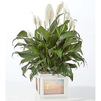 Peace Lily Keepsake Box - FedEx