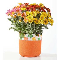 Fall Leaves Tricolor Mum - FedEx