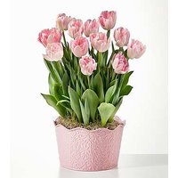 Here in My Heart Tulip Bulb Garden - FedEx