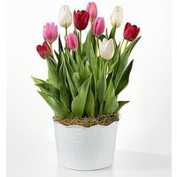 All You Need Is Love Tulip Bulb Garden - FedEx