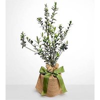 Olive Tree - FedEx
