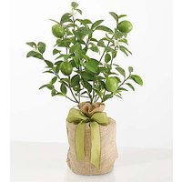 Lime Tree - FedEx