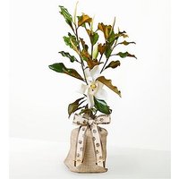 Cherished Companion Pet Sympathy Magnolia - FedEx