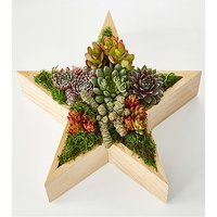 Joyous Star Succulent Garden - FedEx
