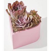 Heart Succulent Garden - FedEx
