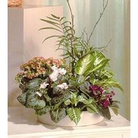 Contemporary Dish Garden - Intl