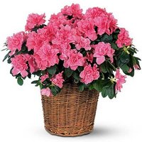 Azalea Basket