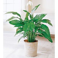 Peace Lily in Basket