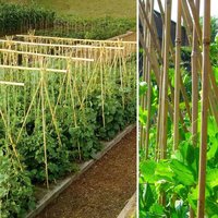 100 X 2ft (60cm) Bamboo Plant Support Stakes - Natural
