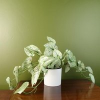 Leaf 30cm Artificial Trailing Alocasia Plant - Realistic Variegated Leaves