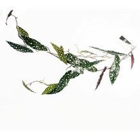 Leaf 110cm Artificial Trailing Begonia Maculata Spotted Plant