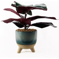 Leaf Artificial Ficus Plant 35cm Ceramic Planter - Teal Blue-green