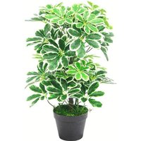 55cm Schefflera Arboricola Artificial Plant, Variegated Leaves