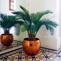 Leaf 80cm Artificial Cycas Palm Tree - Tropical Exotic Paradise Plant