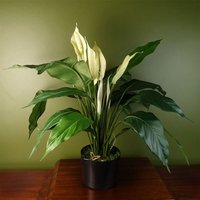 Leaf Artificial Peace Lily White Spathe - Lifelike Zero Maintenance Plant