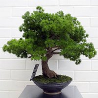 Leaf 50cm Artificial Luxury Pine Bonsai Tree - Realistic, Low Maintenance Decor