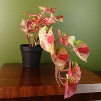 Leaf 30cm Artificial Pink Caladium Potted Trailing Plant Realistic