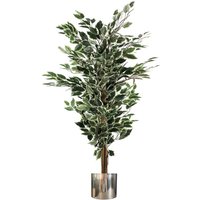 Leaf 130cm Variegated Ficus Tree - Green/white Foliage In Silver Metal Planter