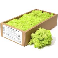 Decoration Reindeer Moss - Mint Green - (approx 500gm)