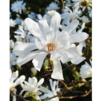 Magnolia stellata Royal Star