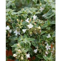 Abelia x grandiflora 'Lucky Lots'
