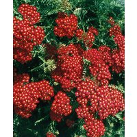 Achillea millefolium 'Red Beauty'