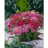 Achillea Summer Berries Mixed