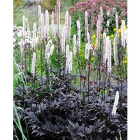 Actaea simplex 'Brunette'