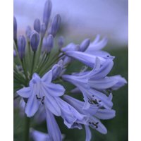 Agapanthus 'Blue Baby'