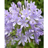 Agapanthus africanus 'Glen Avon'