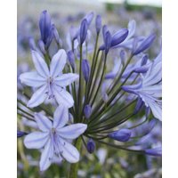 Agapanthus 'Sophie'