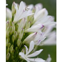 Agapanthus 'Strawberry Ice'