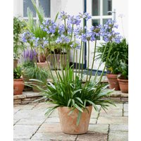 Agapanthus 'Vallee de L'Authion'