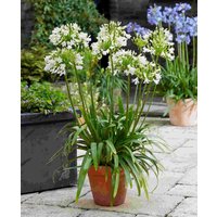 Agapanthus hybrida 'Vallee de la Sarthe'
