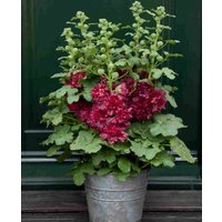 Alcea 'Spring Celebrities Crimson'