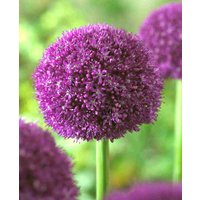 Allium Ambassador