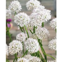 Angelic Allium Collection