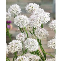Essential Allium Collection