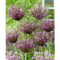 Eye-Catching Allium Collection