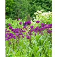 Perpetual Allium Collection