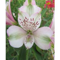Alstroemeria Duchesse d'Anjou 'Francois'