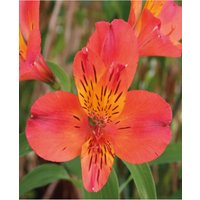 Alstroemeria Duc d'Anjou Collection