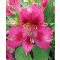 Alstroemeria Pitchoune 'Lola'